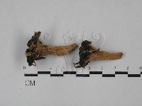 登錄號:F0028980藏品圖，第1張