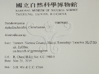盤革菌屬藏品圖，第2張
