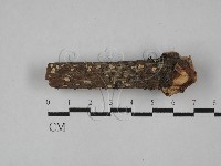 盤革菌屬藏品圖，第1張