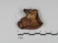 登錄號:F0028984藏品圖，第3張