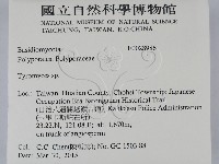 乾酪菌屬藏品圖，第2張