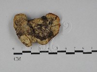 乾酪菌屬藏品圖，第3張