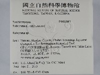 多孔菌屬藏品圖，第2張