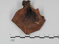 多孔菌屬藏品圖，第3張