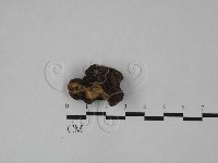 登錄號:F0028988藏品圖，第1張