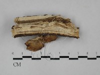 登錄號:F0028990藏品圖，第1張