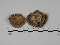 登錄號:F0028995藏品圖，第1張