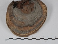 靈芝屬藏品圖，第3張