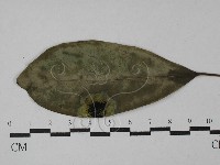 登錄號:F0028997藏品圖，第1張