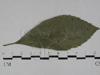 登錄號:F0028998藏品圖，第1張