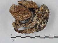 登錄號:F0028999藏品圖，第1張