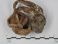 登錄號:F0028999藏品圖，第3張