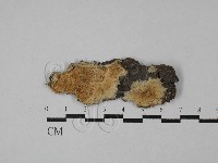 齒耳菌屬藏品圖，第1張