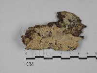 登錄號:F0029004藏品圖，第1張