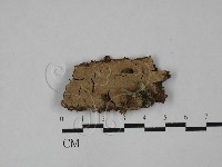 登錄號:F0029007藏品圖，第1張