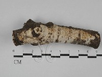 刺皮菌屬藏品圖，第1張
