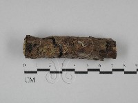 刺皮菌屬藏品圖，第1張