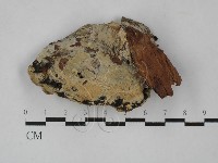 薄孔菌屬藏品圖，第3張