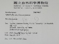 齒耳菌屬藏品圖，第2張