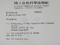 蜂窩菌屬藏品圖，第2張