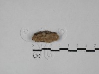 蜂窩菌屬藏品圖，第1張