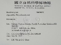 小菇屬藏品圖，第2張