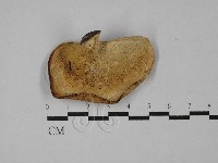 多孔菌屬藏品圖，第3張