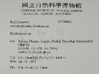 絲皮菌屬藏品圖，第2張
