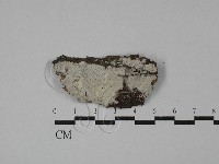 絲皮菌屬藏品圖，第1張