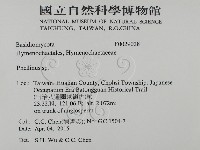 木層孔菌屬藏品圖，第2張