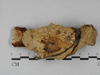 登錄號:F0029029藏品圖，第1張