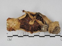 登錄號:F0029029藏品圖，第3張