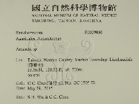 鵝膏屬藏品圖，第2張