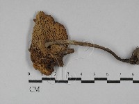 鵝膏屬藏品圖，第3張