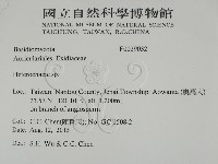 刺皮菌屬藏品圖，第2張