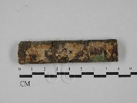 刺皮菌屬藏品圖，第1張