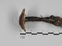 登錄號:F0029033藏品圖，第1張