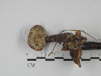 登錄號:F0029033藏品圖，第3張