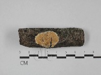 齒耳菌屬藏品圖，第1張
