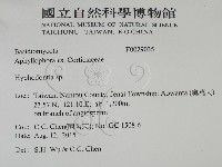 絲齒菌屬藏品圖，第2張