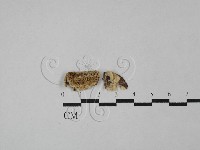 登錄號:F0029039藏品圖，第1張