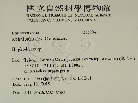 絲皮菌屬藏品圖，第2張