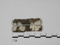 絲皮菌屬藏品圖，第1張