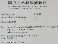 顯絲菌屬藏品圖，第2張