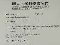 杯傘屬藏品圖，第2張