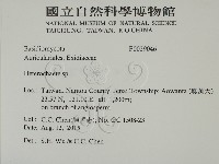 刺皮菌屬藏品圖，第2張