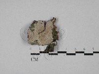 刺皮菌屬藏品圖，第1張