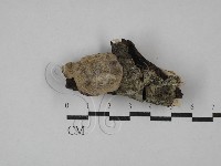 登錄號:F0029049藏品圖，第1張