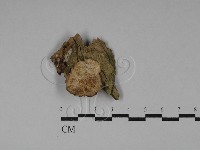 附毛菌屬藏品圖，第1張