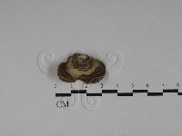 附毛菌屬藏品圖，第3張